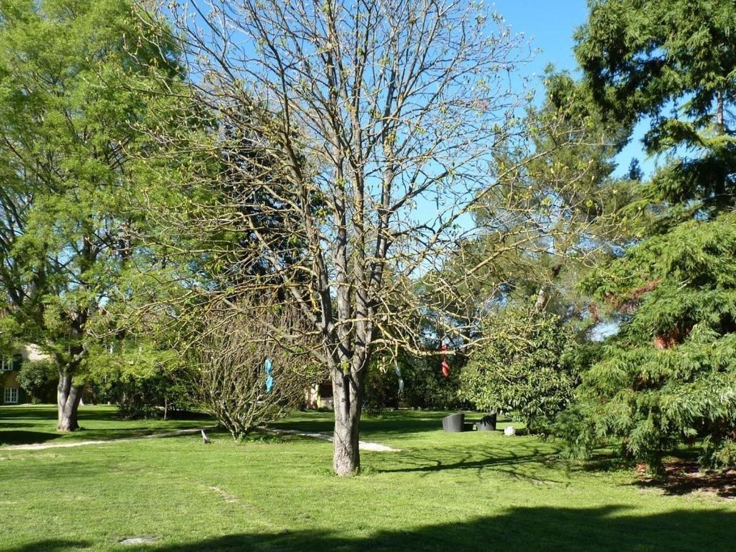 Domaine De Rhodes B&B Avinyon Dış mekan fotoğraf